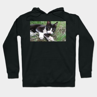 Playful Cat Hoodie